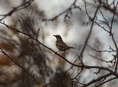 Turdus iliacus