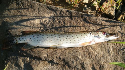 Amur Pike