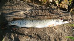 Amur Pike photo 4