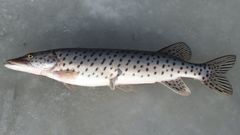 Amur Pike photo 3