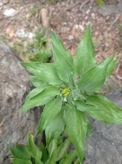 Alstroemeriaceae