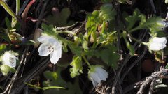 Nemophila menziesii integrifolia