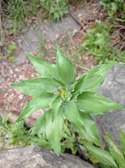 Alstroemeriaceae