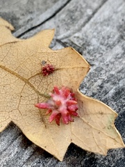Cynips quercusechinus