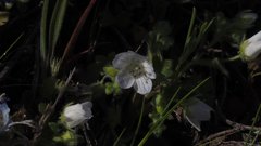 Nemophila menziesii integrifolia