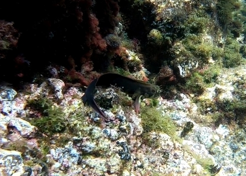 Redlip Blenny