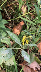 Verbesina alternifolia