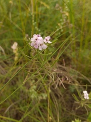 Stevenia incarnata