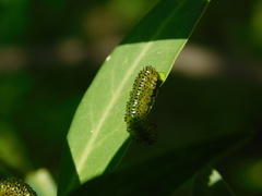 Adurgoa gonagra