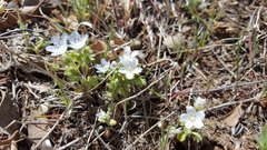Nemophila menziesii integrifolia