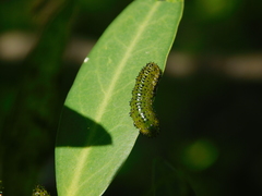 Adurgoa gonagra