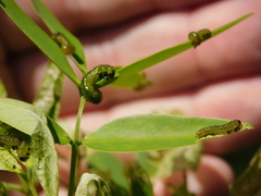 Adurgoa gonagra
