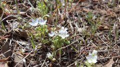 Nemophila menziesii integrifolia