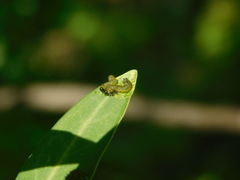 Adurgoa gonagra