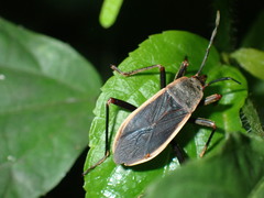 Iphita limbata