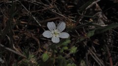 Nemophila menziesii integrifolia