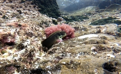 Ophioblennius atlanticus