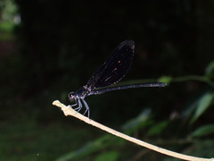 Euphaea masoni