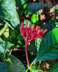 Palicourea triphylla