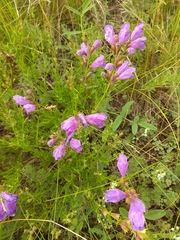 Dracocephalum peregrinum