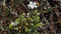 Nemophila menziesii integrifolia