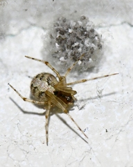 Theridion
