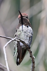 Calypte anna