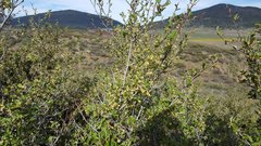 Cercocarpus betuloides betuloides