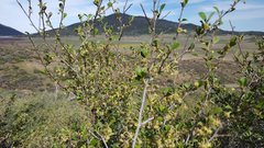 Cercocarpus betuloides betuloides