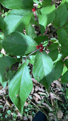 Lonicera maackii