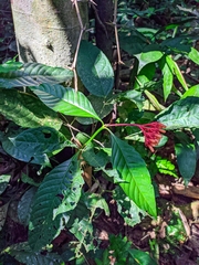 Palicourea triphylla