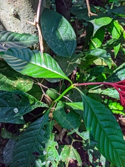 Palicourea triphylla