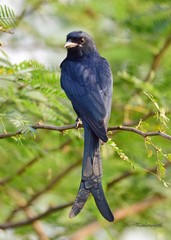 Dicrurus macrocercus