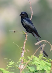 Dicrurus macrocercus