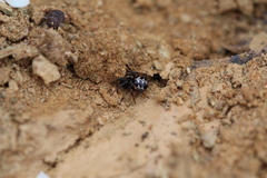 Steatoda paykulliana