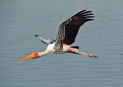 Mycteria leucocephala