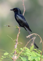 Dicrurus macrocercus