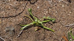 Plagiobothrys bracteatus