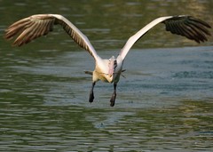 Pelecanus philippensis