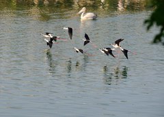 Himantopus himantopus