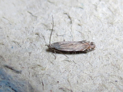 Battaristis concinnusella