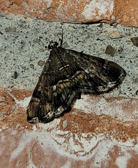 Hymenia perspectalis