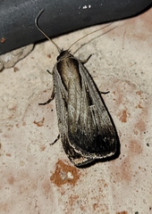 Tathorhynchus exsiccata