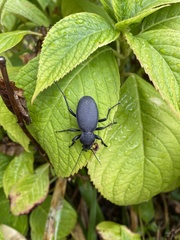 Carabus coriaceus