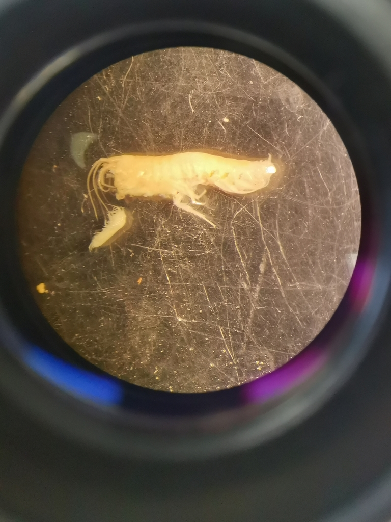 Niphargus rhenorhodanensis