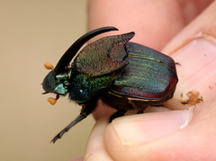Phanaeus difformis