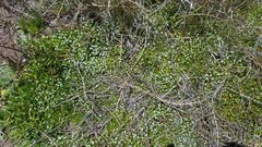 Plagiobothrys bracteatus