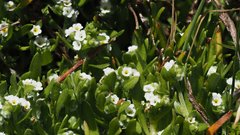 Plagiobothrys bracteatus