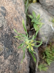Alstroemeriaceae