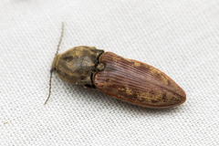 Prosternon bombycinum